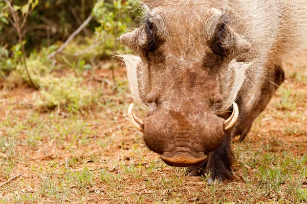 Warthog inclinándose para comer un poco de hierba — Foto de Stock