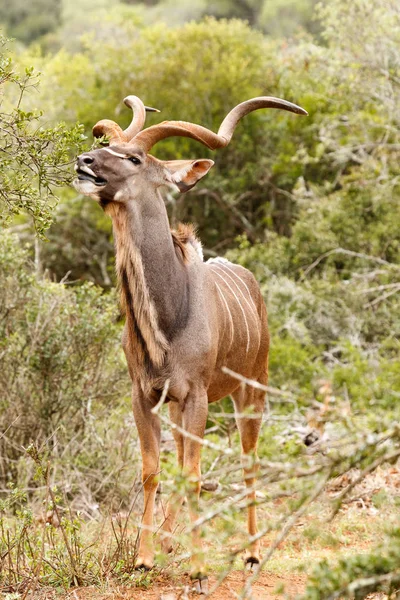 Kudu bricht ein Blatt vom Baum — Stockfoto