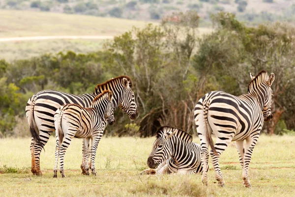 Zebras de pé e deitados juntos — Fotografia de Stock