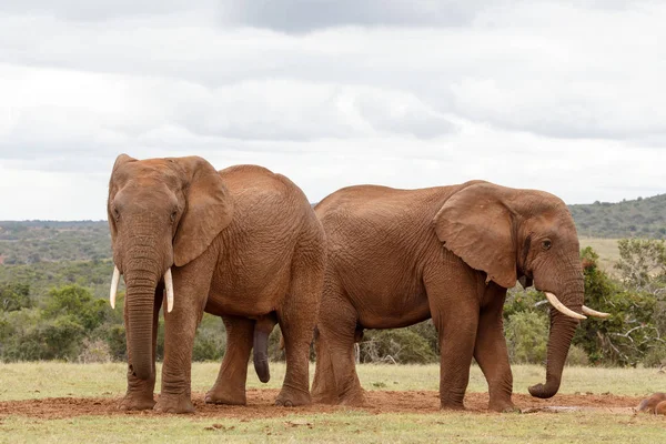 Elefante de pie y protegiendo el abrevadero — Foto de Stock