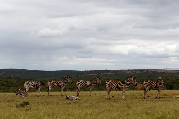 Zebras esperando pacientemente em uma fila para beber um pouco de água — Fotografia de Stock
