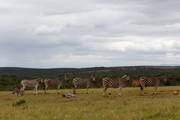 Zebras alinhando-se na barragem — Fotografia de Stock