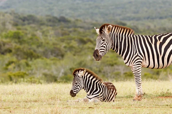 Bebeğini izlerken zebra — Stok fotoğraf