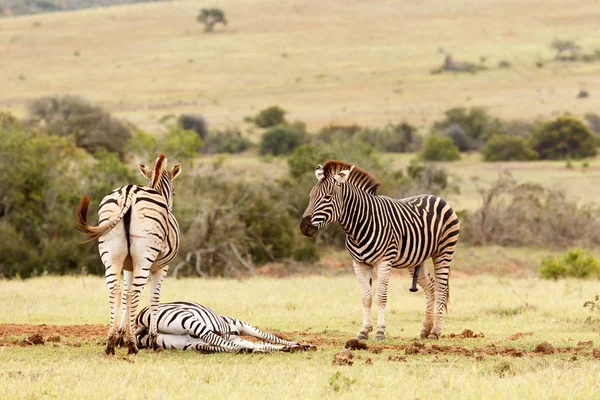 Zebras vigiando a Zebra deitada ao seu lado — Fotografia de Stock