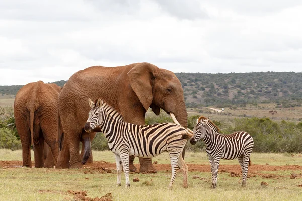 Elefánt megnézni a zebrák — Stock Fotó