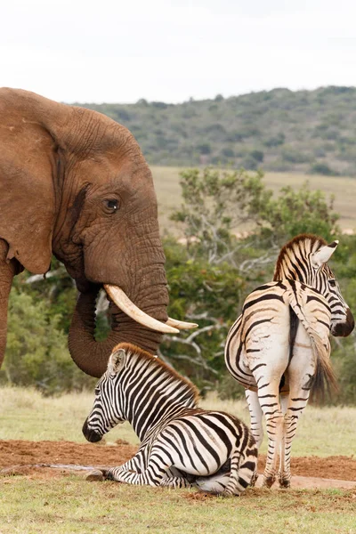Ελέφαντας πόσιμο νερό ενώ περιμένουν οι ζέβρες — Φωτογραφία Αρχείου