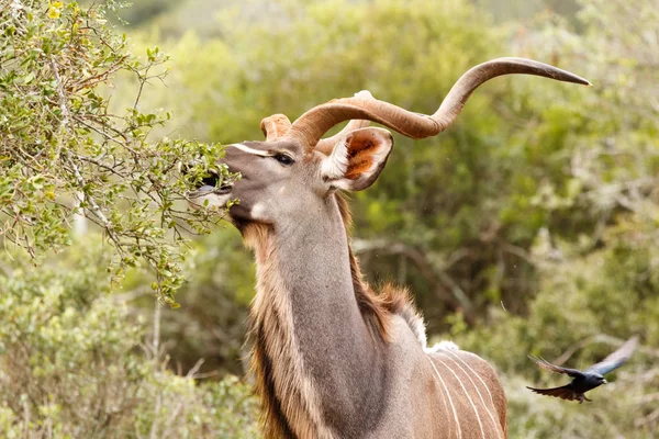 새 Kudu 먹는 과거 비행 — 스톡 사진