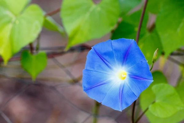 Primer plano de la flor de la gloria de la mañana Imágenes de stock libres de derechos