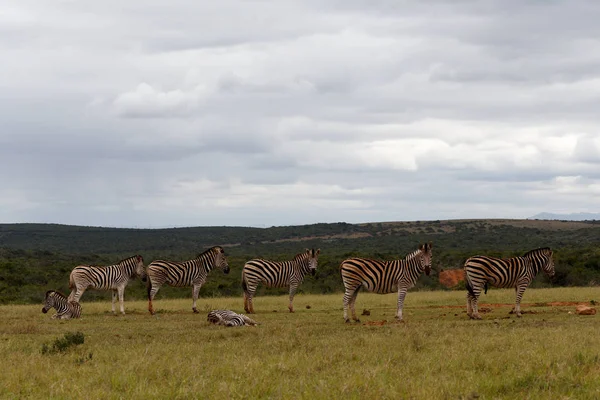 Cebras alineadas en la presa — Foto de Stock