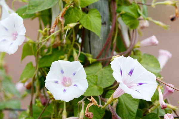 Flores de gloria de mañana blanca creciendo — Foto de Stock