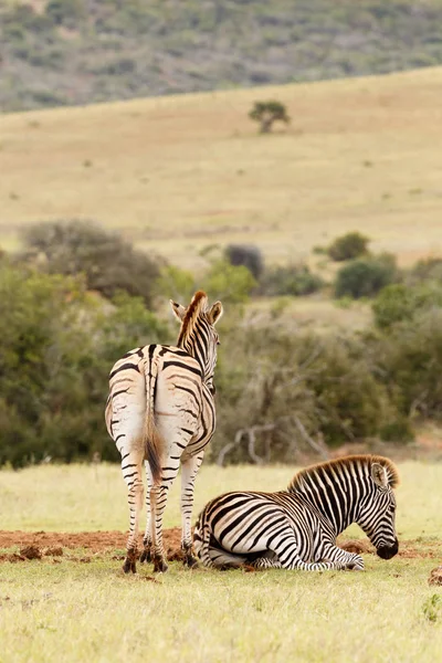 Cebra mintiendo y descansando cerca de su pareja — Foto de Stock