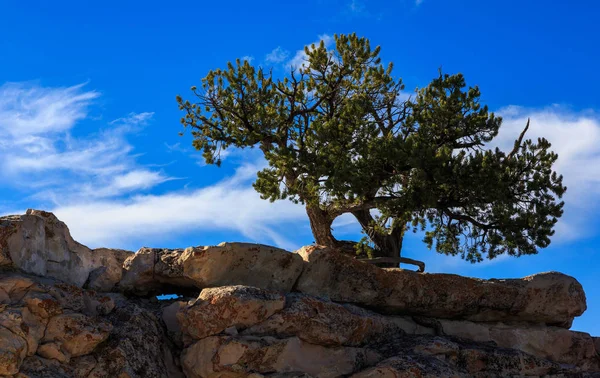 Сосна на скале над Гранд Каньоном, Аризона, США — стоковое фото