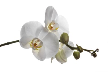 Açık beyaz bir arka plan üzerinde izole düzülmüş beyaz orkide