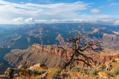 Lonley bizi Güney Rim Grand Canyon, Arizona, ağaç