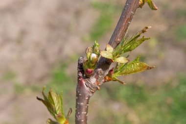 Tomurcukları ve kiraz ağacı gövde closeup genç yapraklarda. Ağaç tex