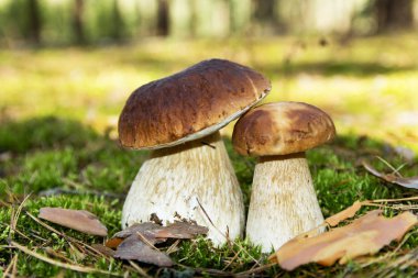 Cep mantar. Moss ormandaki iki mantar.