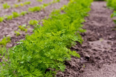 Bahçede bir çiftlikte büyüyen havuç. Seçici odak