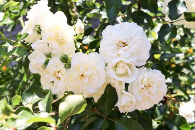 Beyaz sprey gül güneş erken Bahar P yeşil yaprakları ile