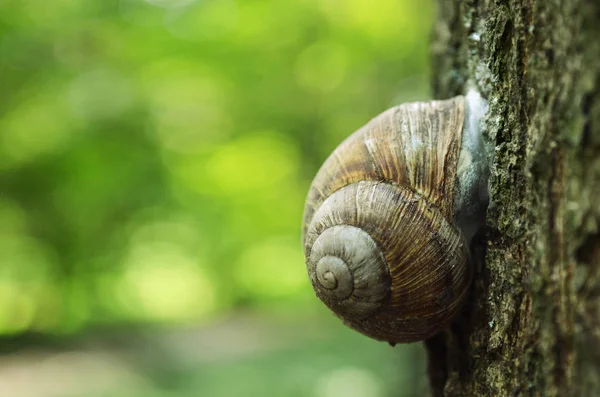 在森林里的一棵树干上爬行的蜗牛 — 图库照片