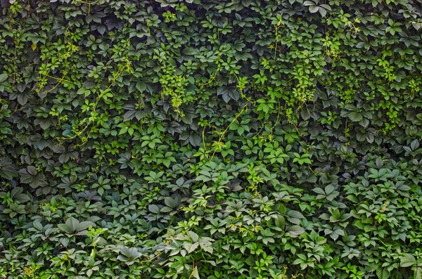 Зеленые листья стены фона — стоковое фото