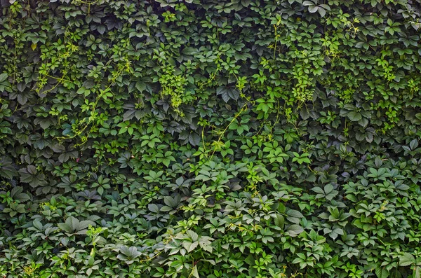 Fondo de pared hojas verdes —  Fotos de Stock