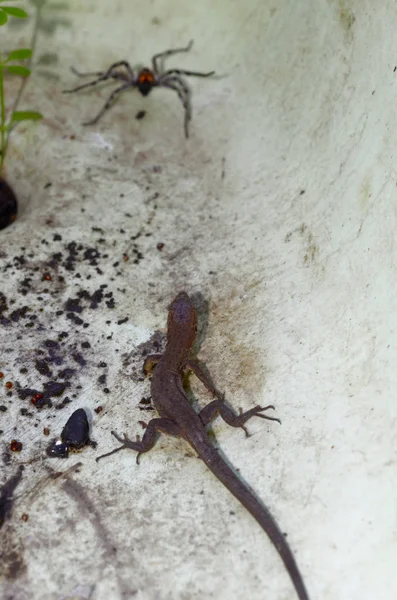 Um lagarto e uma aranha preparando-se para lutar — Fotografia de Stock