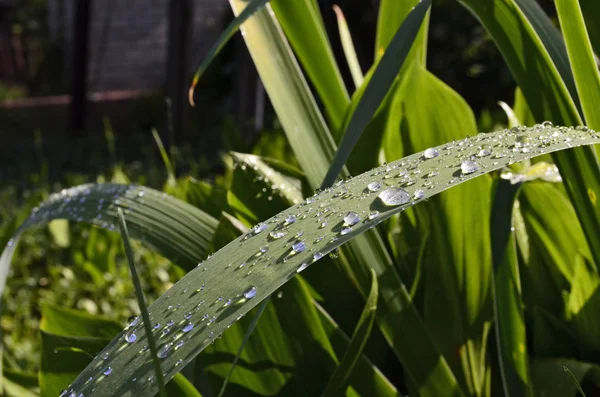 Dauw druppels close-up — Stockfoto