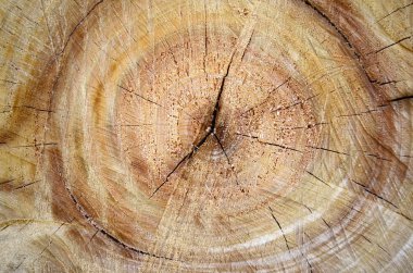 Ağaç güdük arka plan. ahşap doku