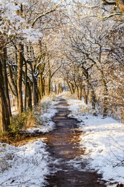 Donmuş ağaçlar arasında çalışan kış iz. Ağaçların dalları üzerinde sihirli güneş ışınlarının düşme.