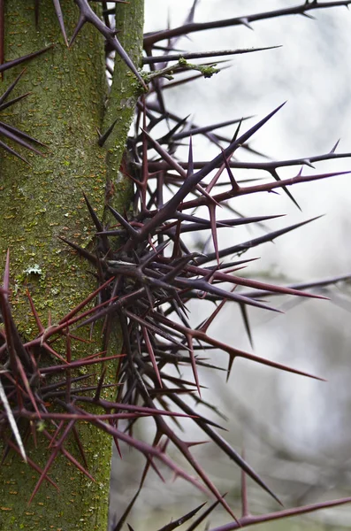 Tallo de árbol con grandes espinas peligrosas Gleditsia triacanthos — Foto de Stock
