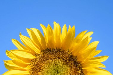 yellow sunflower on a blue sky clipart