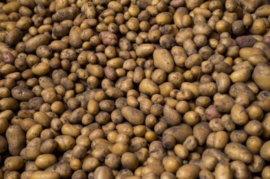 Satılık hasat genç taze patates