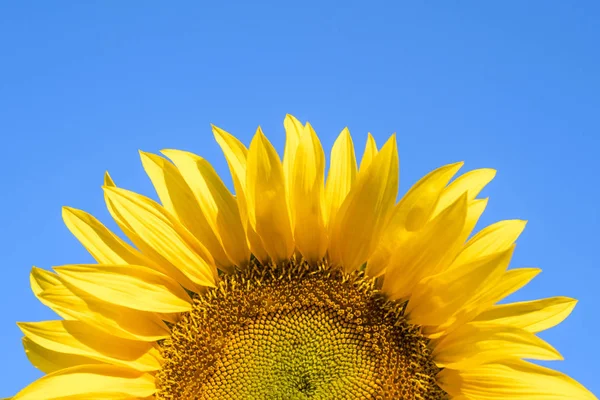 Gele zonnebloem op een blauwe hemel — Stockfoto