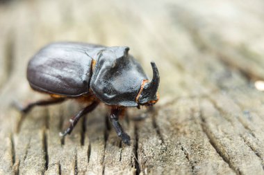 Gergedan böceği güdük üzerinde