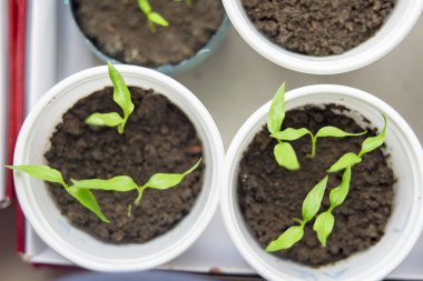 Terasta fidan bahar. Çiçek fide