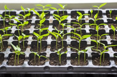 Terasta fidan bahar. Çiçek fide