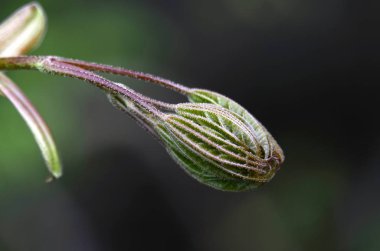 Bahar otu. Doğanın bileşimi