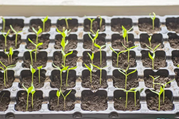 Terasta fidan bahar. Çiçek fide