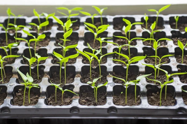 Seedlings in the spring on the terrace. Flower seedling — Stock Photo, Image