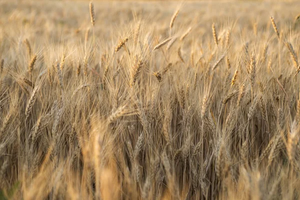 Altın buğday alan gündoğumu
