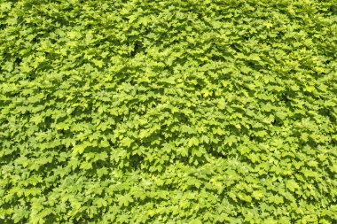 Yeşil akçaağaç yaprakları. arka plan