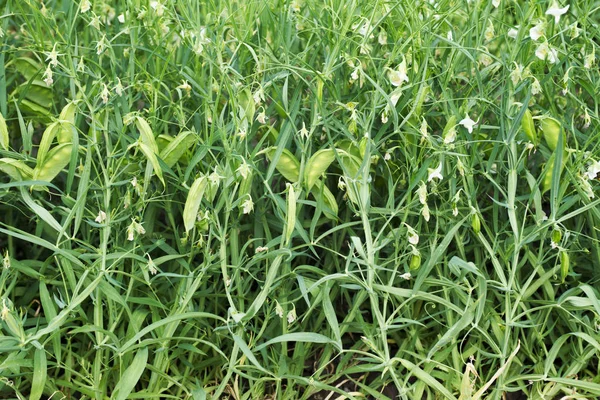 緑エンドウ豆の鞘のフィールド。農業景観 — ストック写真