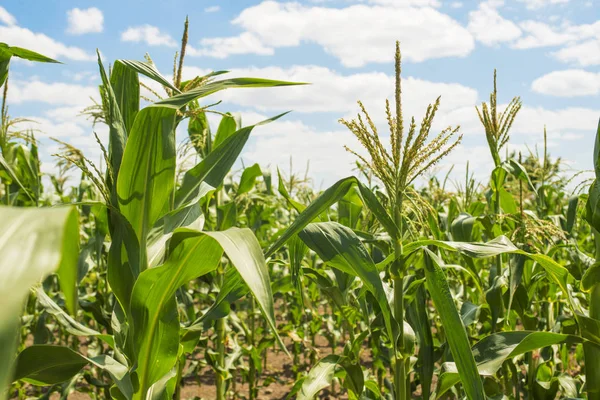 güneş mavi gökyüzüne karşı mısır tarlasının yeşil yaprakları ile altın çiçekler, yeşil mısır alanının arka plan