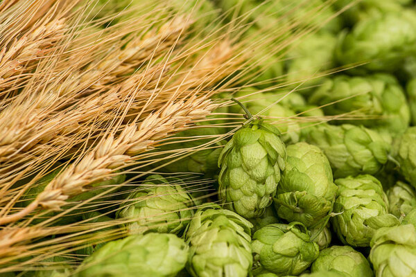 Свежий зеленый хмель и пшеничные шипы в качестве фона. Зеленый хмель, солод, ячменные уши и пшеничное зерно. Производство пива
