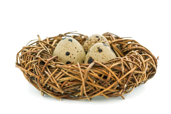 Jaja przepiórcze w gnieździe izolowanym na białym tle. Gniazdo ptaków z małymi jajeczkami — Zdjęcie stockowe