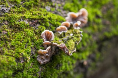 Yeşil yosunlu ağaç kabuğu. Duvar kağıdı için güzel yosun arkaplanı