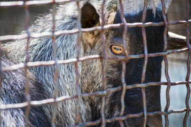 Sad goat in animal cage. A goat looks out through cage. Animal rights concept