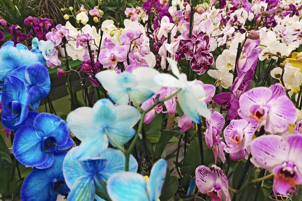 L'orchidea è fioritura, molti colori e varietà. Molte piante fiorite del Orchid. Fiori del Orchid di Phalaenopsis — Foto Stock