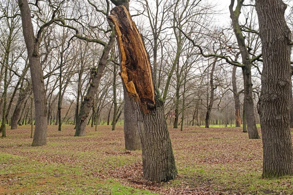 Cerca de un árbol roto muerto en un parque natural. Daños de tormenta. Árbol caído en el parque después de una tormenta — Foto de Stock
