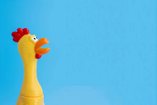 Squeaky chicken toy on blue background. Rubber toy chicken on blue background